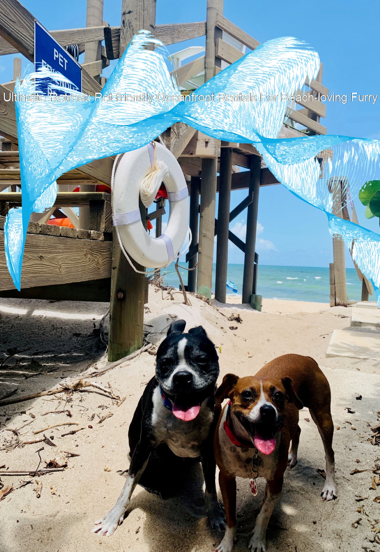 Ultimate Retreat Petfriendly Oceanfront Rentals For Beachloving Furry Friends