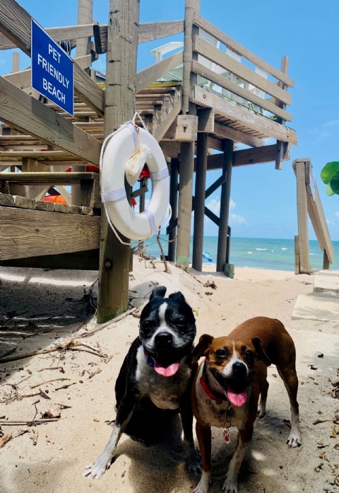 Pet Friendly Oceanfront Rentals California